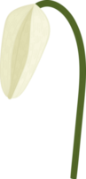 witte pad lily bloem hand getekende illustratie. png