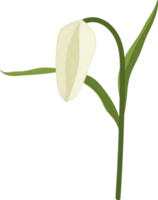 witte pad lily bloem hand getekende illustratie. png