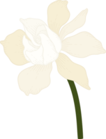fleur de gardénia blanche illustration dessinée à la main. png