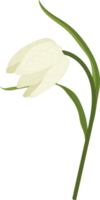 White toad lily flower hand drawn illustration. png