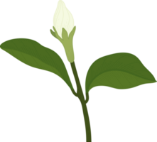 White Gardenia flower hand drawn illustration. png