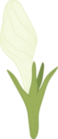 White Gardenia flower hand drawn illustration. png