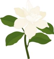 ilustração desenhada de mão de flor de gardênia branca. png