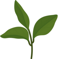 Gardenia leaf hand drawn illustration. png