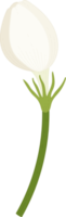 illustrazione disegnata a mano del fiore di gelsomino. png