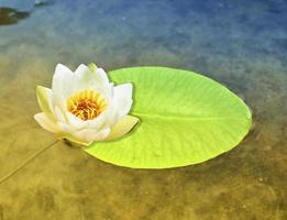 White bright and colorful flower water lily. photo