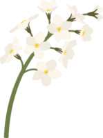 illustrazione disegnata a mano del fiore bianco non ti scordar di me. png