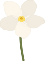 White forget me not flower hand drawn illustration. png