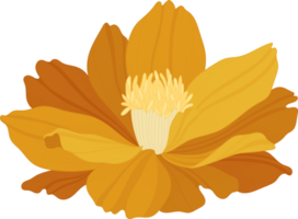 ilustração desenhada de mão laranja cosmos flor. png