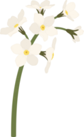 White forget me not flower hand drawn illustration. png