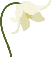 White toad lily flower hand drawn illustration. png