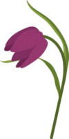 ilustração desenhada à mão de flor de lírio de sapo roxo. png