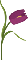 paarse pad lily bloem hand getekende illustratie. png