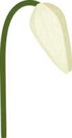 weiße kröte lilie blume handgezeichnete illustration. png