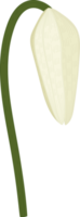 fleur de lys crapaud blanc illustration dessinée à la main. png