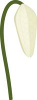 illustrazione disegnata a mano del fiore del giglio di rospo bianco. png