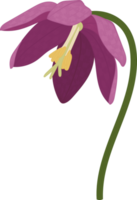 Purple Toad lily flower hand drawn illustration. png