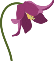 ilustración de dibujado a mano de flor de lirio de sapo púrpura. png