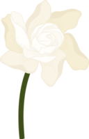 ilustração desenhada de mão de flor de gardênia branca. png