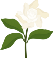 ilustração desenhada de mão de flor de gardênia branca. png