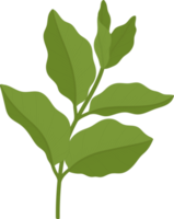 jasmine leaf hand drawn illustration. png