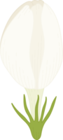 illustrazione disegnata a mano del fiore di gelsomino. png