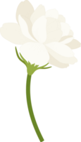 ilustração desenhada à mão de flor de jasmim. png