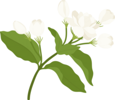 fleur de jasmin illustration dessinée à la main. png