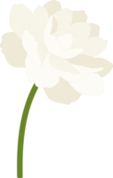 ilustração desenhada à mão de flor de jasmim. png