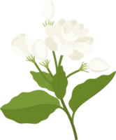 ilustração desenhada à mão de flor de jasmim. png