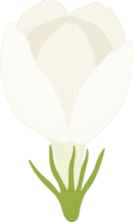 ilustração desenhada à mão de flor de jasmim. png