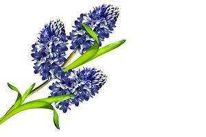 hyacinth flower isolated on white background photo