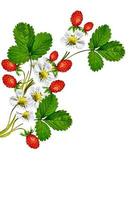 Sprig of flowers strawberries photo