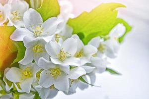 White jasmine The branch delicate spring flowers photo