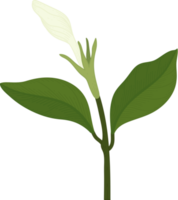 fleur de gardénia blanche illustration dessinée à la main. png