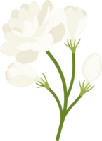 jasmijn bloem hand getekende illustratie. png