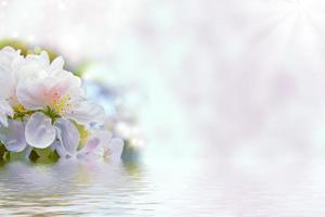 Spring landscape. Blossoming branch apple. nature photo