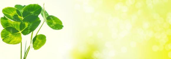 Green clover leaves on a background summer landscape photo