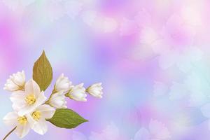 White jasmine The branch delicate spring flowers photo