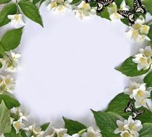 White jasmine The branch delicate spring flowers photo