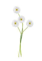 chrysanthemum isolated on white background photo