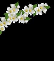 rama de flores de jazmín aislado en un fondo negro foto