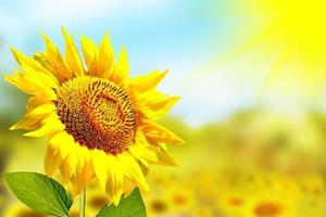 Beautiful sunflower field in summer. photo