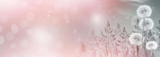 Fluffy dandelion flower against the background of the summer landscape. photo