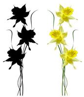 spring flowers narcissus isolated on white background photo