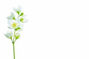 branch of jasmine flowers isolated on white background. photo