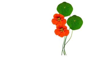 Autumn nasturtium flowers isolated on white background. photo