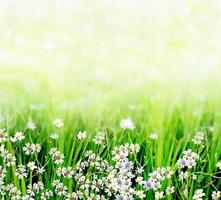 Summer landscape with wildflowers photo