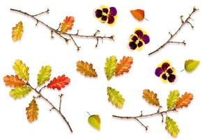 autumn leaves isolated on white background. photo