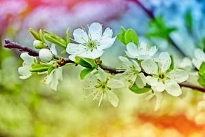 Bright colorful spring flowers photo